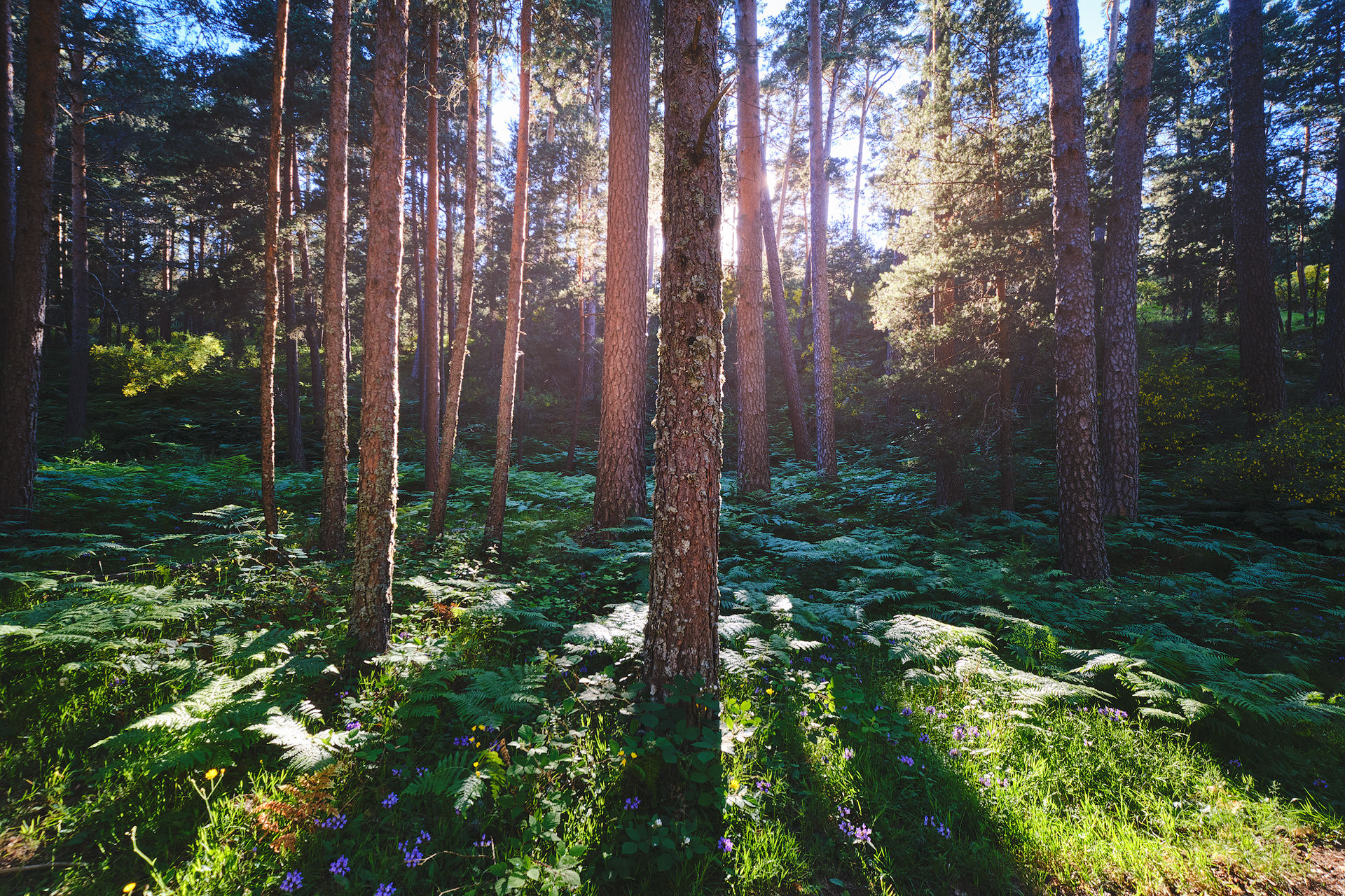 Paisajes: atardecer sobre el lago